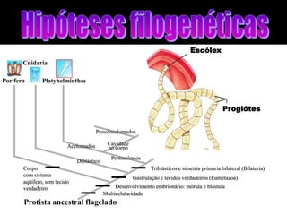 Escólex
       Cnidaria

Porifera       Platyhelminthes



                                                                                                 Proglótes


                                       Pseudocelomados

                          Acelomados        Cavidade
                                            no corpo
                                              Protostômios
                              Diblástico
       Corpo                                                   Triblásticos e simetria primaria bilateral (Bilateria)
       com sistema
                                                       Gastrulação e tecidos verdadeiros (Eumetazoa)
       aqüífero, sem tecido
       verdadeiro                               Desenvolvimento embrionário: mórula e blástula
                                           Multicelularidade
       Protista ancestral flagelado
 