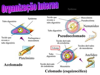 Epiderme


                                          Tecido que                            Musculatura
                        Epiderme
                                          reveste o                             Pseudoceloma
Tubo digestório
                                          tubo digestório
                                                                                  Nematódeo
                                          Tubo digestório


Tecido que              Parênquima e
                                                       Pseudocelomado
reveste o               musculatura                   Tecido derivado
tubo digestório                                        do ectoderma
                                                                             Tecidos derivados
                                               Celoma                         do mesoderma

                                           Tubo
                                         digestório                                 Anelídeo
                  Platelminto
                                   Tecido derivado
  Acelomado                         do endoderma          Mesentério

                                        Celomado (esquizocélico)
 