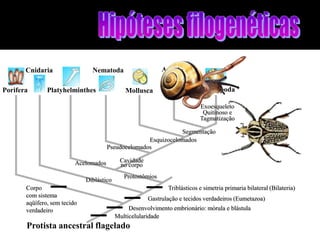 Cnidaria                 Nematoda                     Annelida

Porifera       Platyhelminthes                 Mollusca                     Arthropoda

                                                                            Exoesqueleto
                                                                             Quitinoso e
                                                                            Tagmatização

                                                                Segmentação
                                                     Esquizocelomados
                                       Pseudocelomados

                          Acelomados        Cavidade
                                            no corpo
                                              Protostômios
                              Diblástico
       Corpo                                                   Triblásticos e simetria primaria bilateral (Bilateria)
       com sistema
                                                       Gastrulação e tecidos verdadeiros (Eumetazoa)
       aqüífero, sem tecido
       verdadeiro                               Desenvolvimento embrionário: mórula e blástula
                                           Multicelularidade
       Protista ancestral flagelado
 