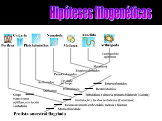 Cnidaria                 Nematoda                     Annelida

Porifera       Platyhelminthes                 Mollusca                     Arthropoda

                                                                            Exoesqueleto
                                                                             quitinoso


                                                                 Metameria
                                                     Esquizocelomados
                                       Pseudocelomados

                          Acelomados        Cavidade
                                            no corpo                           Enterocelomados
                                              Protostômios              Deuterostômios
                              Diblástico
       Corpo                                                   Triblásticos e simetria primaria bilateral (Bilateria)
       com sistema
                                                       Gastrulação e tecidos verdadeiros (Eumetazoa)
       aqüífero, sem tecido
       verdadeiro                               Desenvolvimento embrionário: mórula e blástula
                                           Multicelularidade
       Protista ancestral flagelado
 