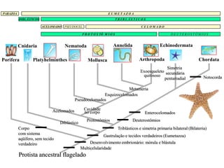PARAZOA                                                         EUMETAZOA
          DIBLÁSTICOS                                                   TRIBLÁSTICOS

                        ACELOMADO   PSEUDOCEL.                                         CELOMADO

                                               P R O T O S TÔ M I O S                                    DEUTEROSTÔMIOS


          Cnidaria                  Nematoda                       Annelida                       Echinodermata

Porifera          Platyhelminthes                 Mollusca                            Arthropoda                          Chordata
                                                                                                    Simetria
                                                                                      Exoesqueleto secundária
                                                                                       quitinoso                             Notocorda
                                                                                                  pentarradial

                                                                    Metameria
                                                        Esquizocelomados
                                          Pseudocelomados

                             Acelomados          Cavidade
                                                 no corpo                                Enterocelomados
                                                  Protostômios                   Deuterostômios
                                 Diblástico
          Corpo                                                          Triblásticos e simetria primaria bilateral (Bilateria)
          com sistema
                                                             Gastrulação e tecidos verdadeiros (Eumetazoa)
          aqüífero, sem tecido
          verdadeiro                               Desenvolvimento embrionário: mórula e blástula
                                              Multicelularidade
          Protista ancestral flagelado
 