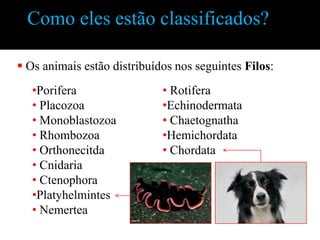 Como eles estão classificados?

 Os animais estão distribuídos nos seguintes Filos:
   •Porifera                 • Rotifera
   • Placozoa                •Echinodermata
   • Monoblastozoa           • Chaetognatha
   • Rhombozoa               •Hemichordata
   • Orthonecitda            • Chordata
   • Cnidaria
   • Ctenophora
   •Platyhelmintes
   • Nemertea
 