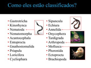 Como eles estão classificados?

• Gastrotricha      • Sipuncula
• Kinorhynca        • Echiura
• Nematoda          • Annelida
• Nematomorpha      • Onycophora
• Acantocephala     • Tardigrada
• Entoprocta        • Arthropoda
• Gnathostomulida   • Mollusca
• Priapula          • Phoronida
• Loricifera        • Ectoprocta
• Cycliophara       • Brachiopoda
 
