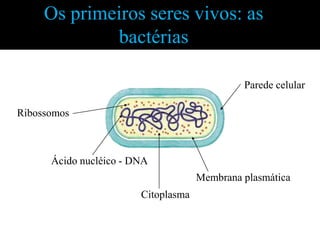Os primeiros seres vivos: as
             bactérias

                                              Parede celular

Ribossomos



      Ácido nucléico - DNA
                                     Membrana plasmática
                        Citoplasma
 