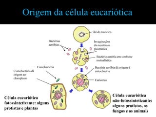 Origem da célula eucariótica
                                        Célula procariótica inicial



                                                                      Ácido nucléico

                                Bactérias                             Invaginações
                                aeróbias                              da membrana
                                                                      plasmática

                                                                        Bactéria aeróbia em simbiose
                                                                        mutualística

                        Cianobactéria                                  Bactéria aeróbia dá origem à
     Cianobactéria dá                                                  mitocôndria
     origem ao
     cloroplasto
                                                                       Carioteca




                                                                                       Célula eucariótica
Célula eucariótica
                                                                                       não-fotossintetizante:
fotossintetizante: alguns
                                                                                       alguns protistas, os
protistas e plantas
                                                                                       fungos e os animais
 