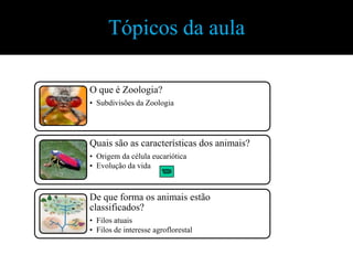 Tópicos da aula

O que é Zoologia?
• Subdivisões da Zoologia




Quais são as características dos animais?
• Origem da célula eucariótica
• Evolução da vida



De que forma os animais estão
classificados?
• Filos atuais
• Filos de interesse agroflorestal
 