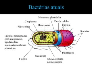 Bactérias atuais
                            Membrana plasmática
                 Citoplasma              Parede celular
 ...