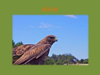 ÁGUIA
 
