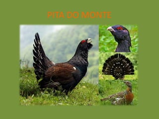 PITA DO MONTE
 