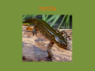 TRITÓN
 