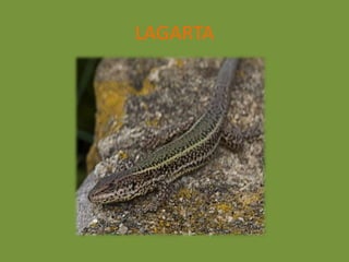LAGARTA
 