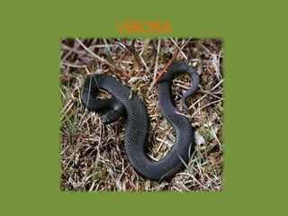 VÍBORA
 