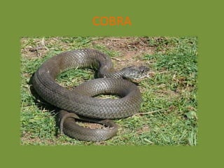 COBRA
 
