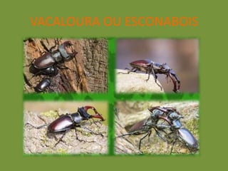 VACALOURA OU ESCONABOIS
 