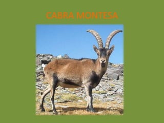 CABRA MONTESA
 
