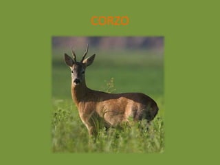 CORZO
 