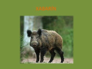 XABARÍN
 