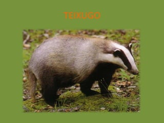 TEIXUGO
 