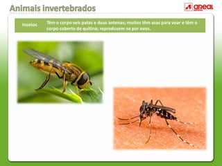 Insetos Têm o corpo seis patas e duas antenas; muitos têm asas para voar e têm o
corpo coberto de quitina; reproduzem-se por ovos.
 