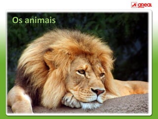 Animais