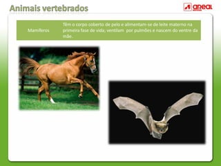 Mamíferos
Têm o corpo coberto de pelo e alimentam-se de leite materno na
primeira fase de vida; ventilam por pulmões e nascem do ventre da
mãe.
 
