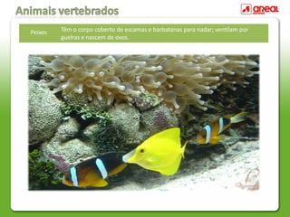Peixes Têm o corpo coberto de escamas e barbatanas para nadar; ventilam por
guelras e nascem de ovos.
 