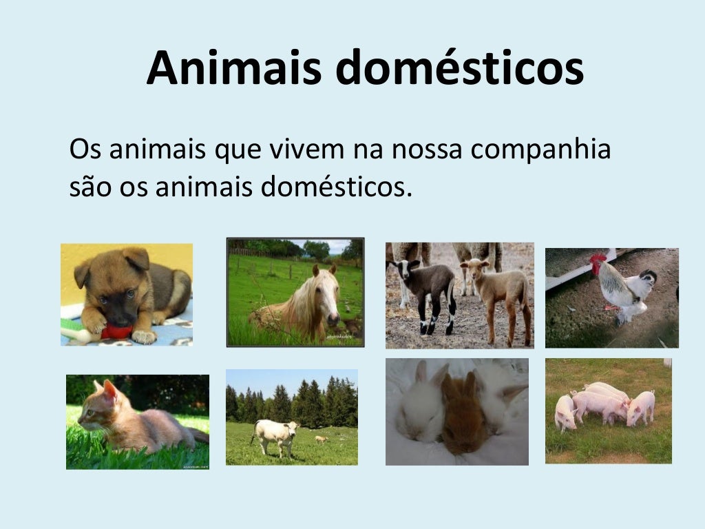 Animais domésticos e Selvagens
