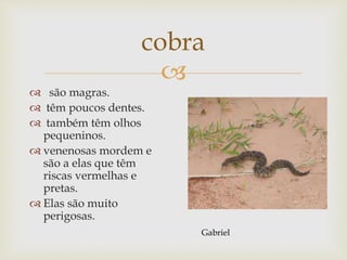 
cobra
 são magras.
 têm poucos dentes.
 também têm olhos
pequeninos.
 venenosas mordem e
são a elas que têm
riscas vermelhas e
pretas.
 Elas são muito
perigosas.
Gabriel
 