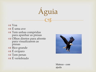 
Águia
 Voa
 É uma ave
 Tem unhas compridas
para apanhar as presas
 Olhos diretos para afrente
para visualizarem as
presas
 Bico grande
 É ovíparo
 Tem penas
 É vertebrado
Mateus - com
ajuda
 
