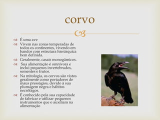 
corvo
 É uma ave
 Vivem nas zonas temperadas de
todos os continentes, vivendo em
bandos com estrutura hierárquica
bem definida.
 Geralmente, casais monogâmicos.
 Sua alimentação é omnívora e
inclui pequenos invertebrados,
sementes e frutos.
 Na mitologia, os corvos são vistos
geralmente como portadores de
maus presságios, devido à sua
plumagem negra e hábitos
necrófagos.
 É conhecido pela sua capacidade
de fabricar e utilizar pequenos
instrumentos que o auxiliam na
alimentação
 