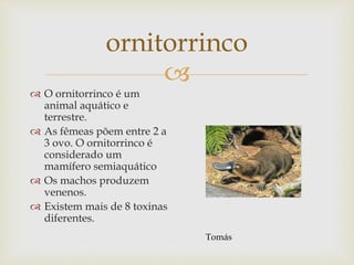 
ornitorrinco
 O ornitorrinco é um
animal aquático e
terrestre.
 As fêmeas põem entre 2 a
3 ovo. O ornitorrinco é
considerado um
mamífero semiaquático
 Os machos produzem
venenos.
 Existem mais de 8 toxinas
diferentes.
Tomás
 
