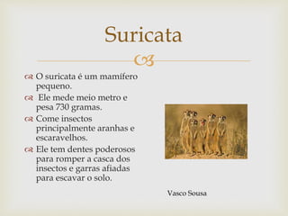 
Suricata
 O suricata é um mamífero
pequeno.
 Ele mede meio metro e
pesa 730 gramas.
 Come insectos
principalmente aranhas e
escaravelhos.
 Ele tem dentes poderosos
para romper a casca dos
insectos e garras afiadas
para escavar o solo.
Vasco Sousa
 