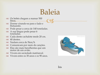 
Baleia
 Os bebés chegam a mamar 500
litros.
 Dorme virando-se para o lado e
flutuando.
 Pode pesar a cerca de 140 toneladas.
 A sua língua pode pesar 6
toneladas.
 Cada dente cachalote mede 20 cm.
 40 dentes.
 Nadam cerca de 5km/h
 Comunicam por meio de canções.
 Elas são mais barulhentas que um
motor de um avião.
 Vivem em sociedade matriarcal.
 Vivem entre os 30 anos e os 90 anos.
Íris
 