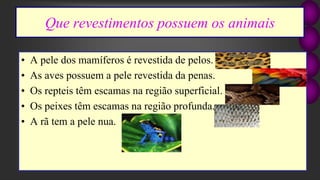 Que revestimentos possuem os animais
• A pele dos mamíferos é revestida de pelos.
• As aves possuem a pele revestida da penas.
• Os repteis têm escamas na região superficial.
• Os peixes têm escamas na região profunda.
• A rã tem a pele nua.
 