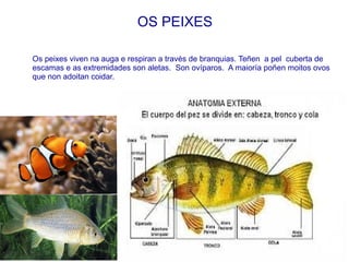 Grupos de aves
As corredoras, como a avestruz,
non poden voar. As súas ás son
pequenas e as patas, moi fortes.
Os paxaros, como o gorrión, son
o grupo máis numeroso. Son aves
pequenas e moitas delas cantan.
As rapaces, como os falcóns, son
carnívoras. As poutas e peteiro
son fortes e afiados para cazar.
As nadadoras, como os cisnes,
teñen as dedas unidas por
unha membrana para nadar.
 