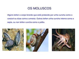 OS RÉPTILES
Os réptiles respiran por pulmóns case todos teñen catro patas, algúns arrástranse,
son ovíparos e non adoitan coidar as crías e os seus ovos. Teñen o corpo cuberto
de escamas.
 