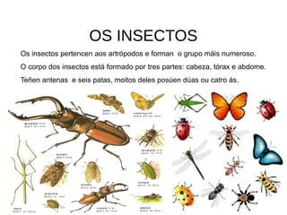 ANIMAIS INVERTEBRADOS
ESPONXAS
MEDUSAS
VERMES
MOLUSCOS
ARTRÓPODOS
INSECTOS
ARÁCNÍDOS
CRUSTACEOS
MIRIAPODOS
 