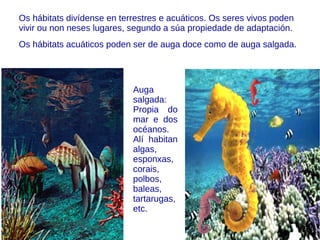 AS ESPONXAS
Son animais acuáticos de corpo irregular que viven fixos
sobre o fondo mariño. Aliméntanse dos anacos de materia
comestible que hai na auga. Están cubertas de poros, por
onde entra e sae a auga. Así, funcionan como coadores da
auga do mar.
 