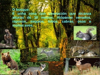 Os moluscos pódense clasificar en:
Bivalvos: teñen o corpo protexido por dúas cunchas.
Son todos acuáticos, a maioría mariños.
Caracois: son terrestres e mariños, teñen unha soa
cuncha que se enrola nunha espiral. O animal protéxese
dentro da súa cuncha. Algúns deles, como as lesmas, non
teñen cuncha
Os polbos, as luras e sepias: teñen tentáculos con
ventosas para capturar o alimento. Os polbos non teñen
cuncha, mentres que as luras e sepias téñena no seu
interior.
 