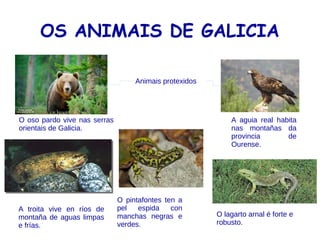 CARACTERÍSTICAS DOS
ARTRÓPODOS
Os artrópodos constitúen o grupo de animais máis numerosos. A
súa principal característica é que están revestidos por unha
cuberta dura, que é, coma un esqueleto externo. Este esqueleto
está formado por varias pezas unidas por articulacións, como
unha armadura. Outra característica común é que teñen patas,
que tamén están articuladas. Hai varios grupos de artrópodos:
os insectos, crustáceos, os miriápodos e os arácnidos.
s
 
