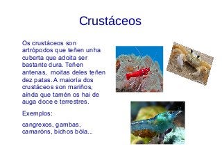 Crustáceos
Os crustáceos son
artrópodos que teñen unha
cuberta que adoita ser
bastante dura. Teñen
antenas, moitas deles teñen
dez patas. A maioría dos
crustáceos son mariños,
aínda que tamén os hai de
auga doce e terrestres.
Exemplos:
cangrexos, gambas,
camaróns, bichos bóla...
 