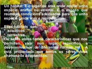Un hábitat é o lugar ou área onde reside unha
especie animal ou vexetal. É o espazo que
reúne as condicións adecuadas para que unha
especie poida vivir e reproducirse.
Eses hábitats son:
* acuáticos
* terrestres
Os seres vivos temos características que nos
permiten vivir nun lugar específico e
desenvolvernos de diferentes formas nel. A
esta propiedade que temos os seres vivos
chámaselle adaptacións.
 