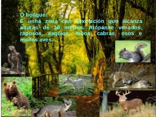 O bosque:
É unha zona con vexetación que alcanza
alturas de 30 metros. Atópanse venados,
raposos, esquíos, lobos, cabras, osos e
moitas aves.
 