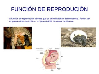 FUNCIÓN DE REPRODUCIÓN
A función de reprodución permite que os animais teñan descendencia. Poden ser
ovíparos nacen de ovos ou vivíparos nacen do ventre da súa nai.
 