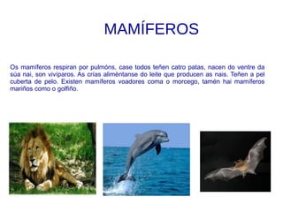 MAMÍFEROS
Os mamíferos respiran por pulmóns, case todos teñen catro patas, nacen do ventre da
súa nai, son vivíparos. As crías aliméntanse do leite que producen as nais. Teñen a pel
cuberta de pelo. Existen mamíferos voadores coma o morcego, tamén hai mamíferos
mariños como o golfiño.
 