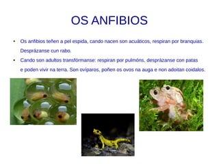 Os primates son mamíferos
terrestres que teñen 5 dedos
nas mans e nos pés.
Os cetáceos son
mamíferos acuáticos que
respiran por pulmóns.
Desprázanse nadando
movendo as aletas e o
rabo. Respiran polo
espiráculo.
 