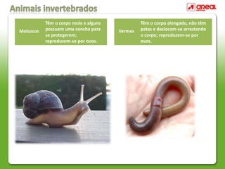 Moluscos
Têm o corpo mole e alguns
possuem uma concha para
se protegerem;
reproduzem-se por ovos.
Vermes
Têm o corpo alongado, não têm
patas e deslocam-se arrastando
o corpo; reproduzem-se por
ovos.
 
