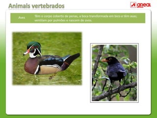 Aves Têm o corpo coberto de penas, a boca transformada em bico e têm asas;
ventilam por pulmões e nascem de ovos.
 