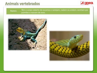 Répteis Têm o corpo coberto de escamas e rastejam, nadam ou andam; ventilam por
pulmões e nascem de ovos.
 