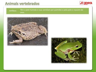 Anfíbios Têm a pele húmida e nua; ventilam por pulmões e pela pele e nascem de
ovos.
 
